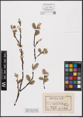 Foto von Salix aurita L. x Salix caprea L.